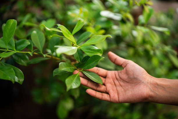 Best Emergency Tree Removal  in USA